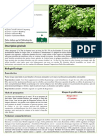 Fiche - Acer Negundo-Sr