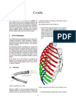 Costilla Del Cuerpo Humano