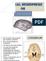 15 Cerebrum