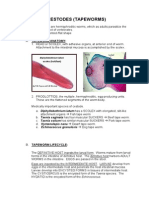 Lecture 5 Cestodes