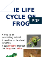 The Life Cycle of Frog