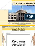 Anatomia Columna Vertebral