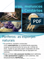 Poríferos, Moluscos e Cnidários