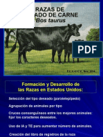 Razas Carne Bos Taurus