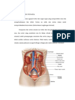 Anatomi Sistem Urinaria