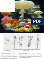 16 - Basidiomycota Micro de Macro