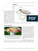 Anatomía de Las Aves