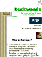 Duckweed