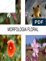 Aula. Morfologia Floral