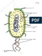 IB Biology Notes Prokaryotic Cells