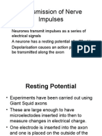 Transmission of Nerve Impulses