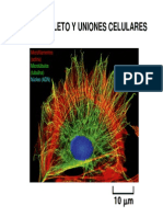 Clase 6.citoesqueleto y Uniones Celulares