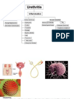 Urethritis Pathophysiology