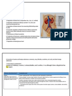 Renal System Anatomy