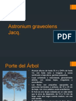 Ciruelillo-Astronium Graveolens Jacq