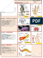 DigestiÓn en Los Invertebrados 2015