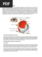 Fisiologia de La Vision PDF