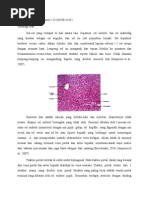 Histologi Hati