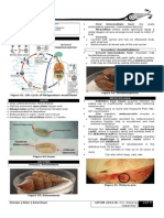 (OS 213) LAB 03 Paragonimus Westermani (A)