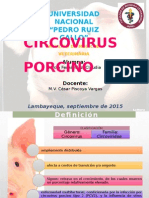 Circovirus Porcino