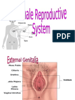 Male and Female Reproductive System