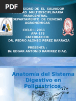 Anatomia Del Sistema Digestivo de Poligastricos