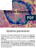 Epitelio Glandular