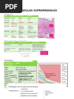 Glandulas Suprarrenales