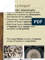 Classification of Fungi