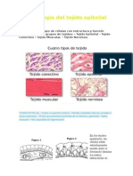 Histología Del Tejido Epitelial