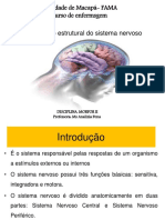 Aula 1 Sistema Nervoso Central Estruturas