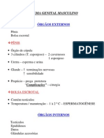 Biologia - Resumo Sistema Reprodutor Masculino