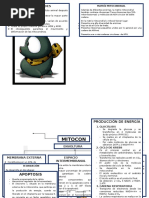 Mapa Conceptual Mitocondrias