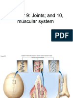 Chapter 9: Joints and 10, Muscular System