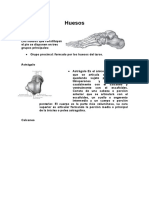 Huesos ANATOMIA