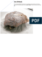 Sheep Brain Dissection With Labeled Images