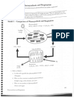 Respiration and Photosynthesis KEY