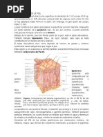 Clasificación de La Piel