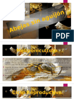 Abejas Sin Aguijón Exponer