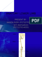 Anatomy Lower Limb