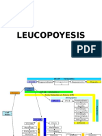 7 Leucopoyesis