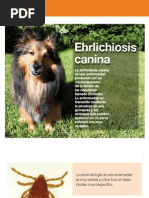 AV - 25 - Ehrlichiosis Canina