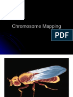 Chromosome Mapping