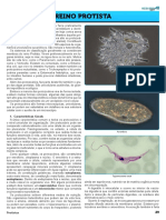 4 - Protistas MED OK