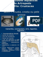 Aula Classe Crustacea UFRA