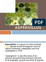 Aspergillus