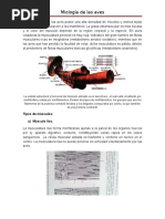 Sistema Muscular de Las Aves