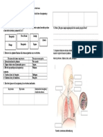 Guía Sistema Respiratorio 5° Básico