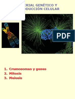 Cromosomas Mitosis Meiosis