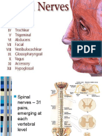 Myotmes Dermatomes